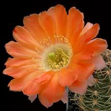 Fleur Fleur