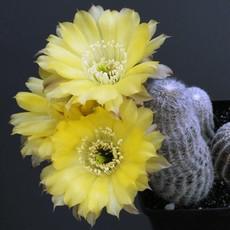 Fleur Fleur