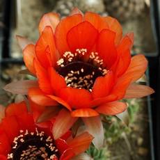 Fleur Fleur