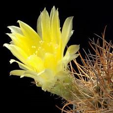 Fleur Fleur