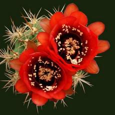 Fleur Fleur