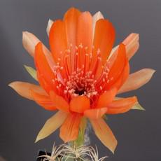 Fleur Fleur