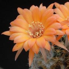 Fleur Fleur