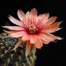 Fleur Fleur