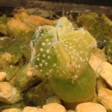 Plantule Plantule
