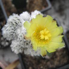 Fleur Fleur