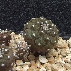 Plantule Plantule