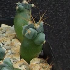 Plantule Plantule