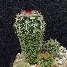 Plantule Plantule